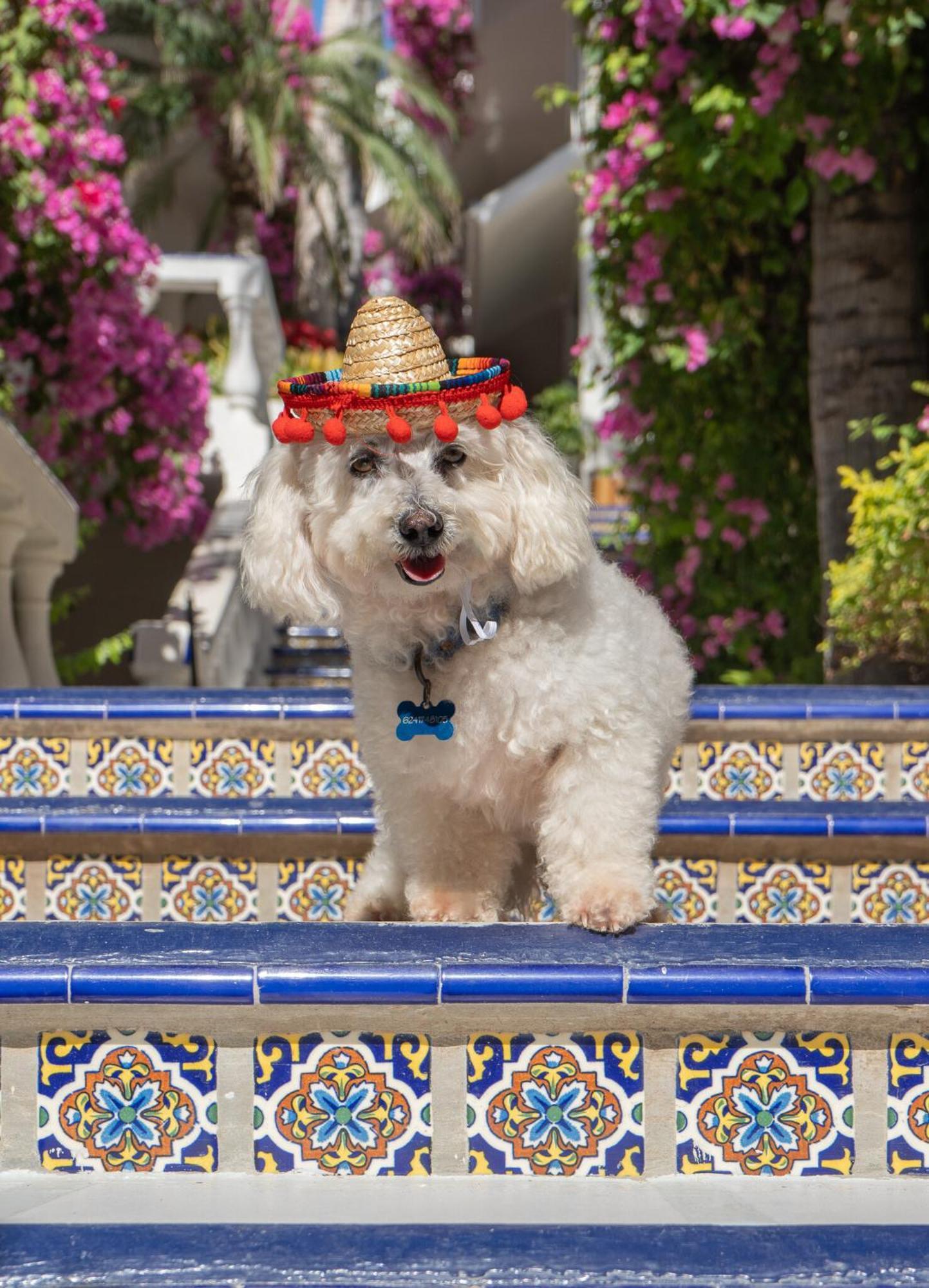 Hotel Mar Del Cabo By Velas